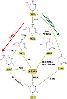 The Role of Activity-Dependent DNA Demethylation in the Adult Brain and in Neurological Disorders